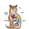 Chat anatomie Humour