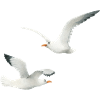 funny seagulls