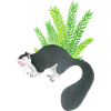 Sri Lanka Riesenhörnchen