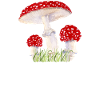 fly agaric mushrooms collect autumn natural mushroom time
