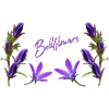 Bellflowers Bellflower purple flowers
