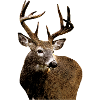 roe deer 3
