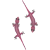 funny geckos