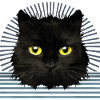 Katze