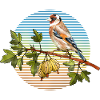 Bunter Vogel