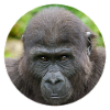 Gorilla Baby
