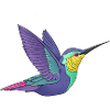Kolibri