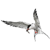 Tern in flight