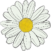 Gänseblümchen