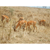 Africa Safari