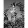 Tropical image