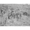 Africa Safari