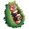 Petit panda