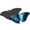 Blue Butterfly
