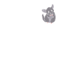 Habe Chinchilla