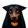 Halloween Beauceron