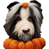 Halloween Bearded Collie