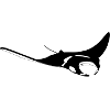 Manta ray
