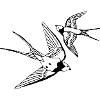 Vögel
