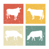 rétro t-shirt vache vaches