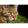 Cat Portrait