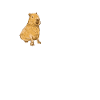 Capybara Heartbeat Capybara