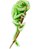 Chameleon