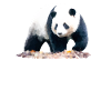 Panda Öl Zeichnung