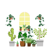urban jungle/plant lover