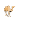 Funny camel proverb