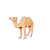 Funny Camel T-Shirt
