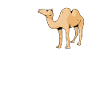 Dear Camels
