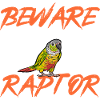 Molinasittich Parrot Bird Sun Parakeet