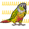 Molinasittich Parrot Bird Sun Parakeet