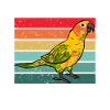 Molinasittich Parrot Bird Sun Parakeet