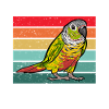 Molinasittich Parrot Bird Sun Parakeet