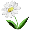 Fière Marguerite