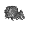 Porcupine Animal