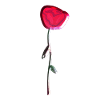 rose shiny symbol flower plant