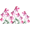 fleurs roses plante fleur