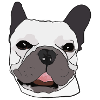 French Bulldog with Sunglasses Dog