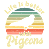 Pigeon Pigeons