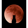Cat admiring the Moon