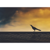 Crow exploring