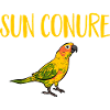 Molinasittich Parrot Bird Sun Parakeet