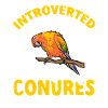 Molinasittich Parrot Bird Sun Parakeet