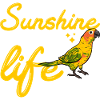 Molinasittich Parrot Bird Sun Parakeet