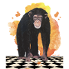 Chimpanzee
