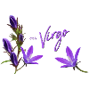 Virgo Zodiac Sign Virgo Bellflower