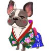 Bulldog francese in stile giapponese in Kimono